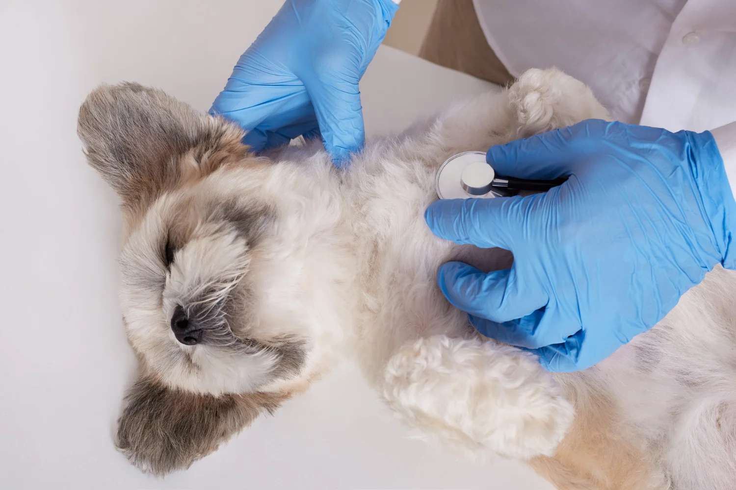 Veterinário realizando exame clínico em cachorro durante atendimento veterinário domiciliar em Fortaleza.