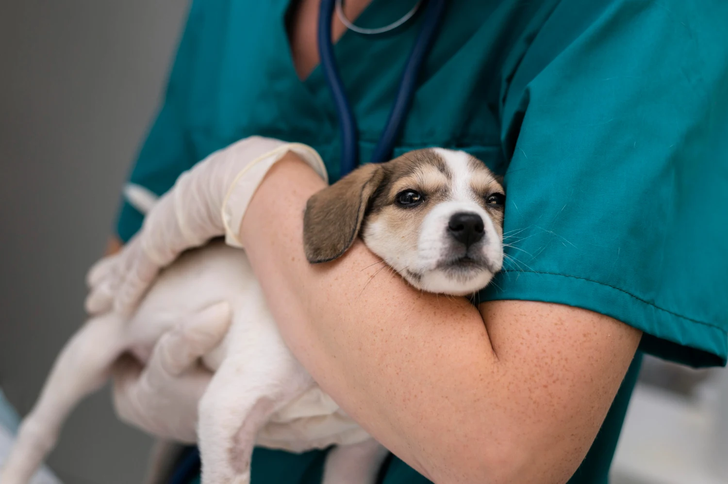 Auxiliar veterinária segurando cachorro durante consulta veterinária domiciliar em Fortaleza.