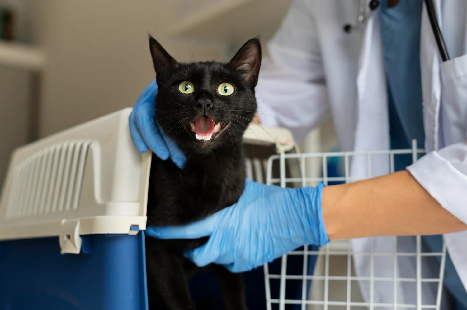 Veterinário realizando atendimento em gato dentro de caixa de transporte durante consulta veterinária.