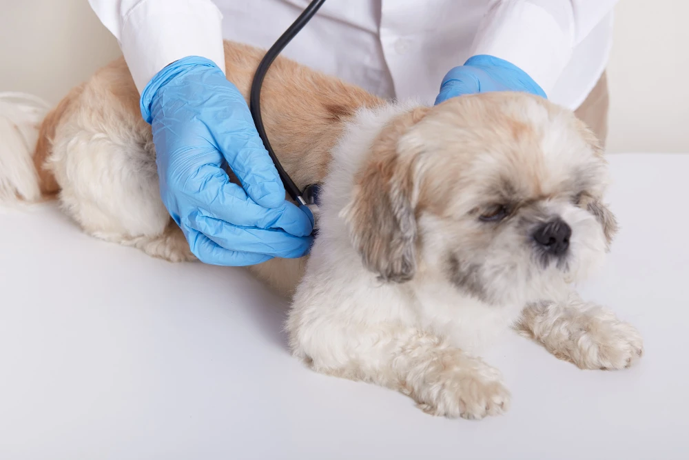 Veterinário realizando check-up clínico em cachorro durante atendimento domiciliar em Fortaleza.