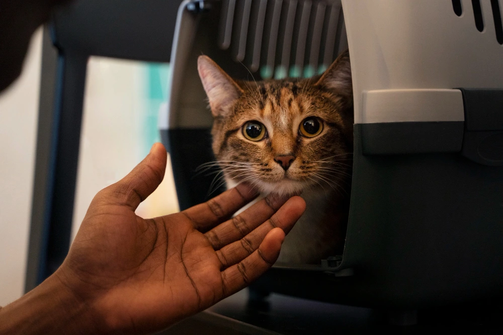 Gato dentro de caixa de transporte durante atendimento veterinário domiciliar em Fortaleza.