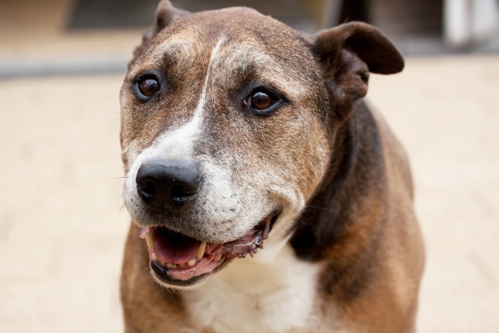 Cachorro idoso durante acompanhamento de geriatria veterinária em Fortaleza.