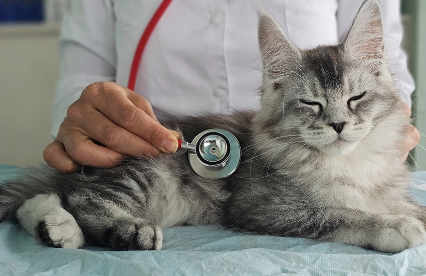 Gato durante consulta veterinária domiciliar