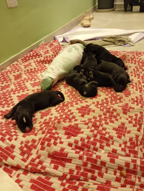Filhotes recém-nascidos recebendo cuidados em ambiente domiciliar durante acompanhamento veterinário pediátrico em Fortaleza.