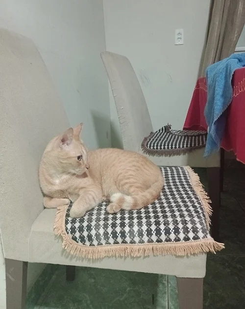 paciente felina descansando em ambiente residencial durante acompanhamento veterinário domiciliar em Fortaleza.